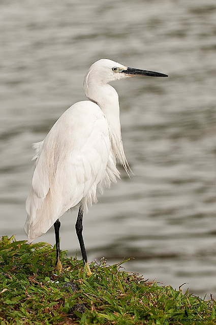 05-1.-Egretta intermedia .jpg