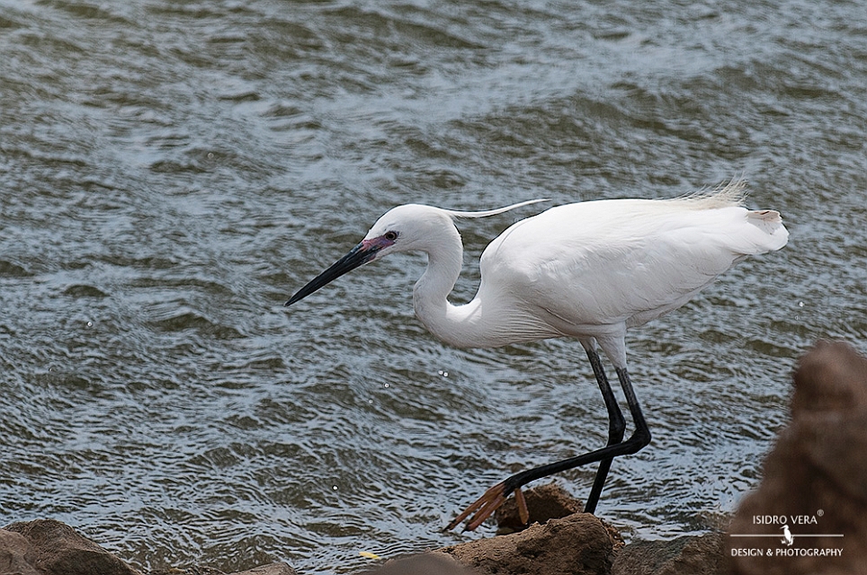 05.- Egretta intermedia .jpg