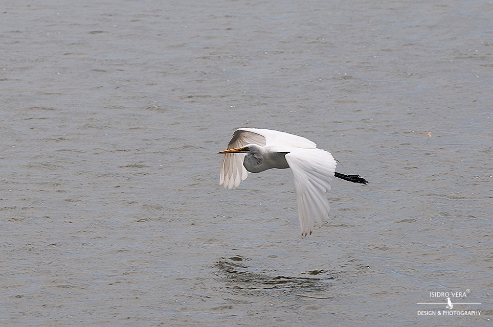 06.- Ardea alba .jpg