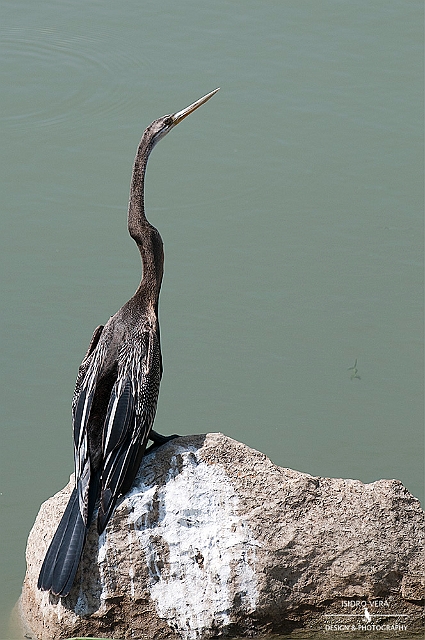 07.- Anhinga melanogaster .jpg