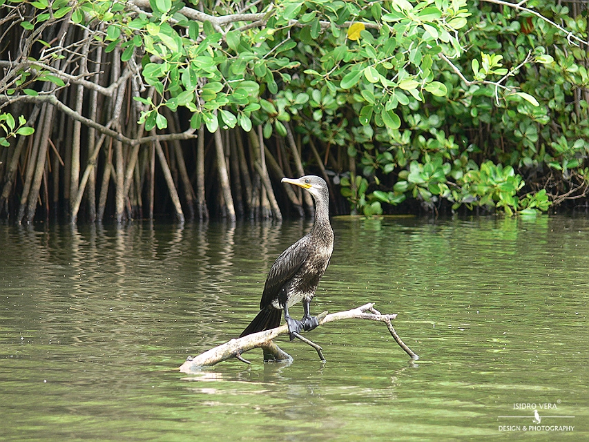 12.- Phalacrocorax fuscicollis.jpg