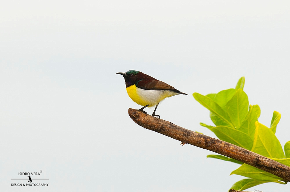 17.- Leptocoma zeylonica.jpg