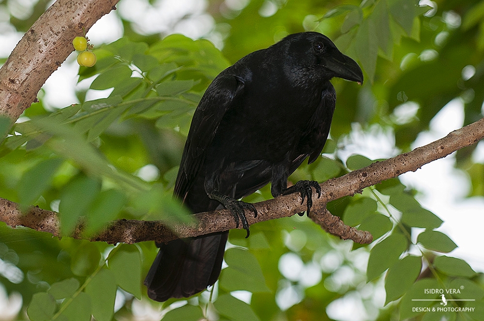 22.- Corvus macrorhynchos .jpg