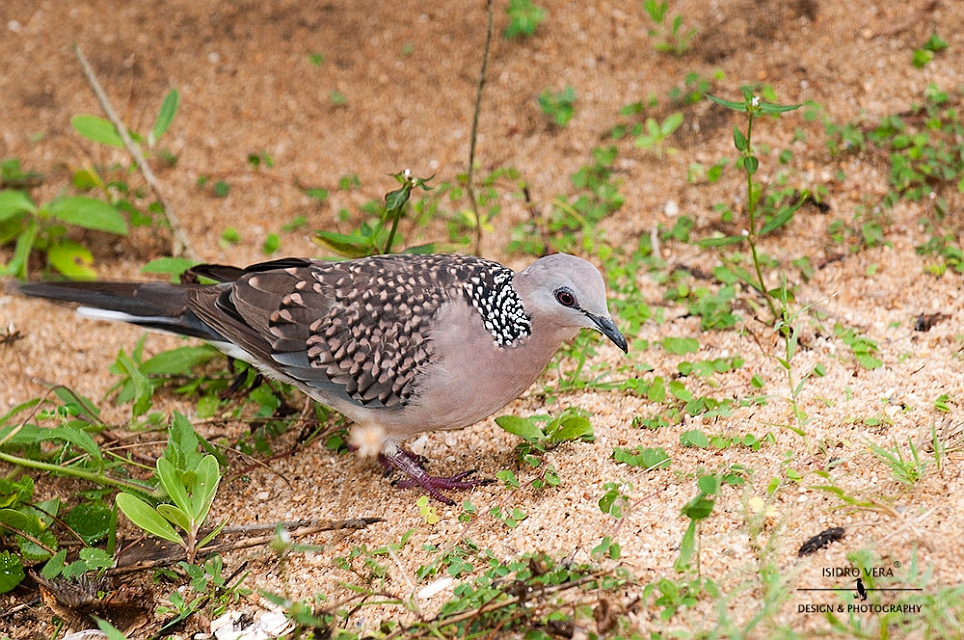 25.- Streptopelia chinensis.jpg