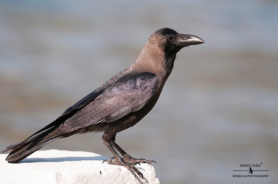 26.- Corvus splendens .jpg