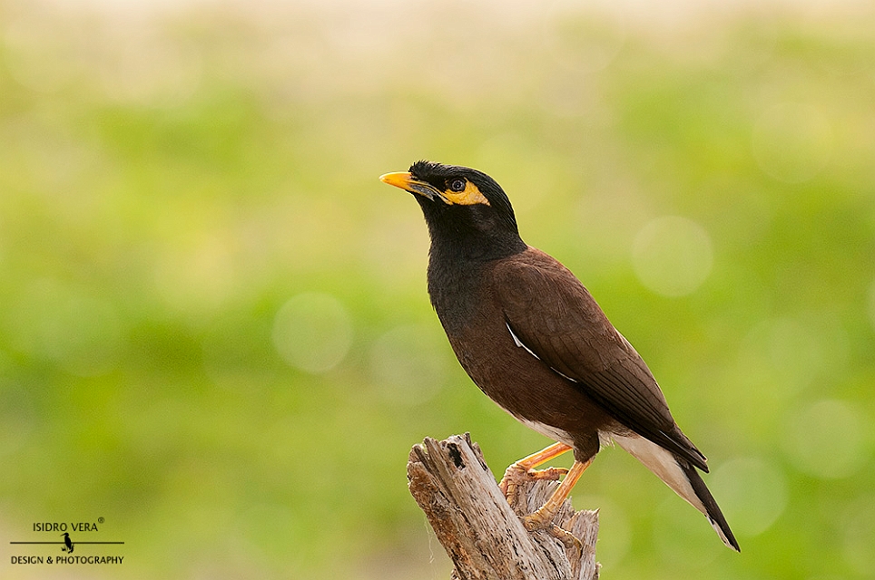 27.- Acridotheres tristis .jpg