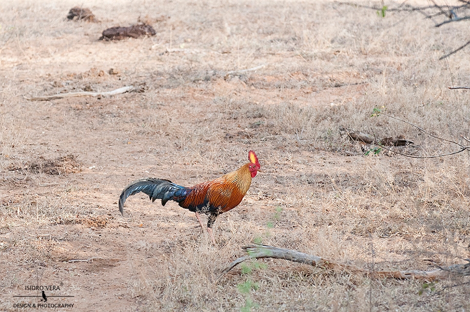 32.- Gallus lafayetii (endemico) .jpg