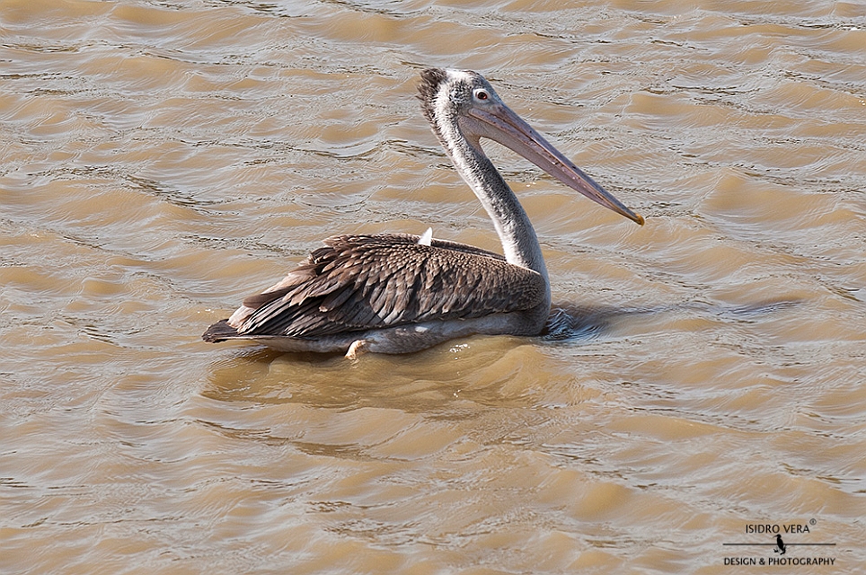 35.- Pelecanus philippensis .jpg