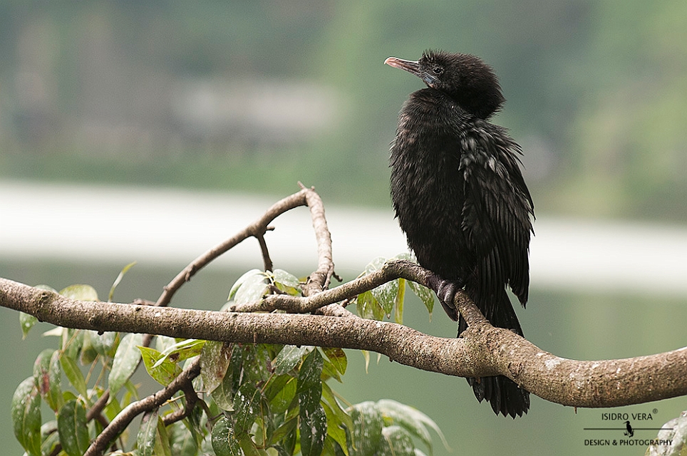 37.- Phalacrocorax niger .jpg