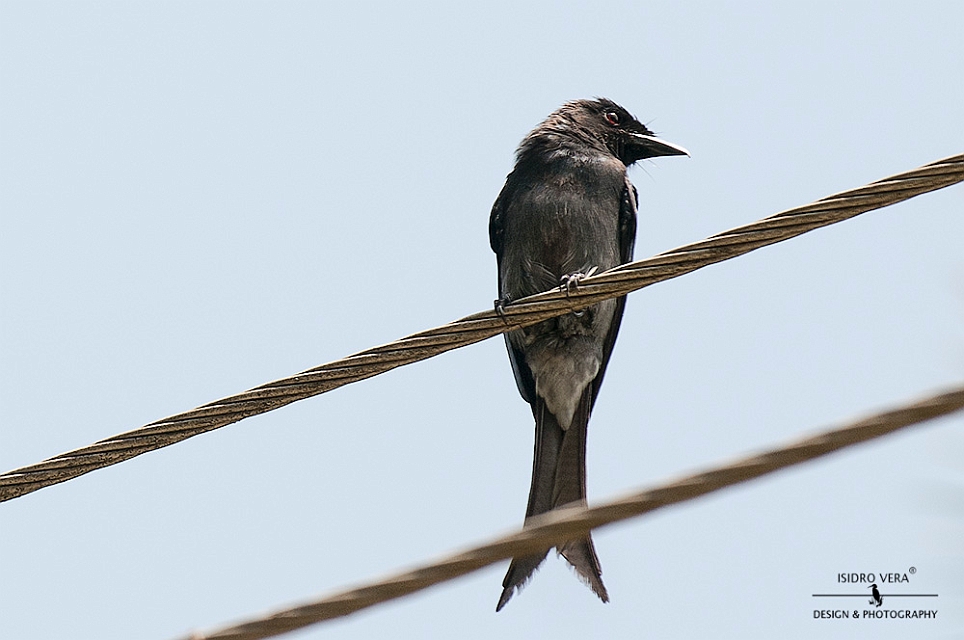 40.- Dicrurus caerulenscens .jpg