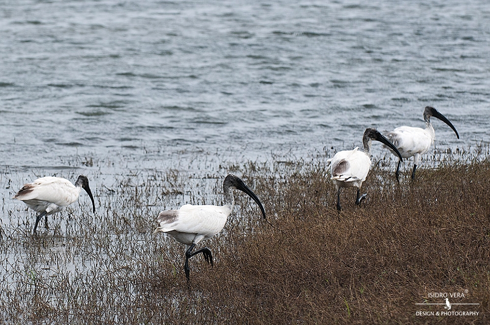 41.- Threskiornis melanocephalus.jpg