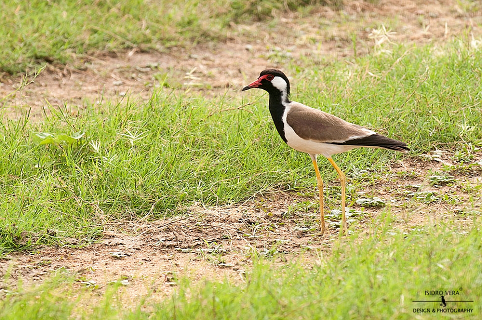 47.- Vanellus indicus.jpg